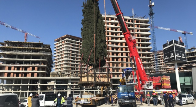 55 yıllık selvi ağacı işte böyle taşındı