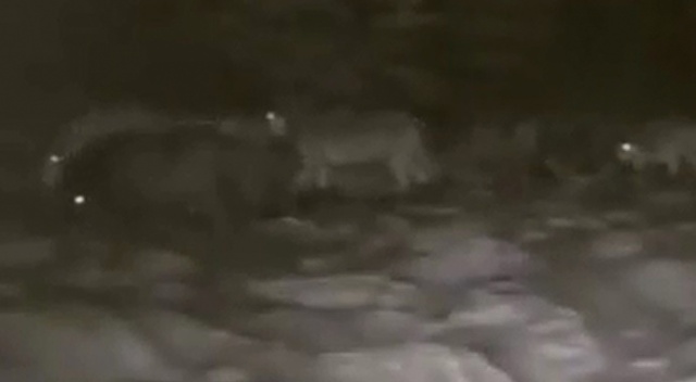 Erzurum’da aç kalan kurtlar köye indi Erzurum’da aç kalan kurtlar köye indi