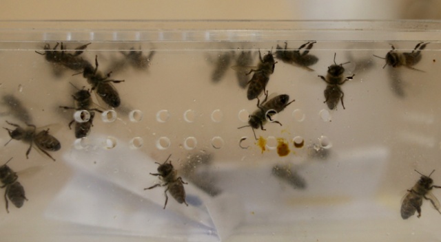 Hastalıklara şifa arı iğnesi