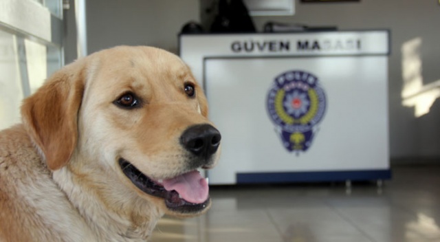 Kaybolan köpek karakola sığındı