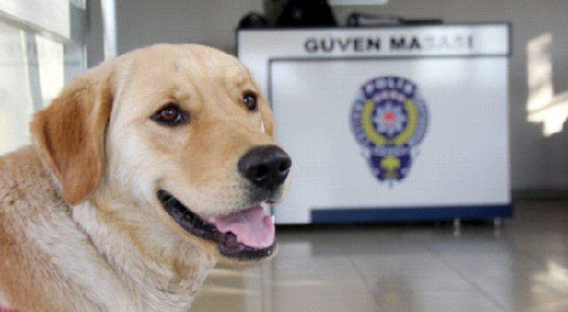 Sokakta kaybolan köpek karakola sığındı Sokakta kaybolan köpek karakola sığındı