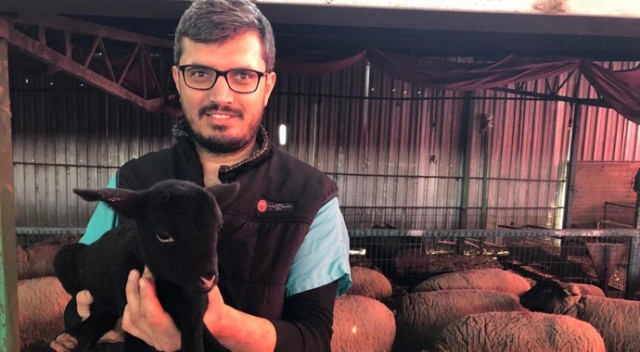 Bu koyunlardan almak için 6 ay sıra beklemeniz gerekiyor Bu koyunlardan almak için 6 ay sıra beklemeniz gerekiyor