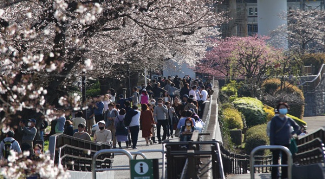 Japonya’da 'sakura' coşkusuna korona virüsü engeli Japonya’da 'sakura' coşkusuna korona virüsü engeli