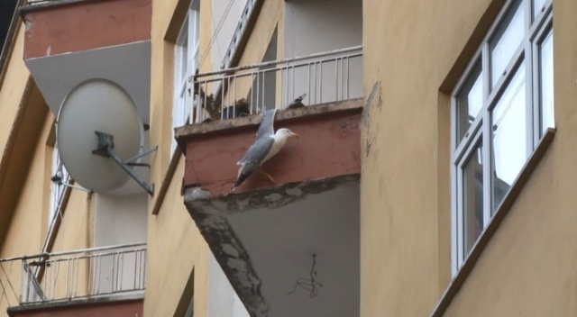 Kanadı saksı ile korkuluk arasına sıkışan martıyı kıvrak zekası ile kurtardı