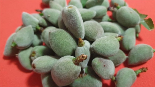 Mersin'de hasadı başlayan badem çağlası kilogramı 100 liradan satılıyor