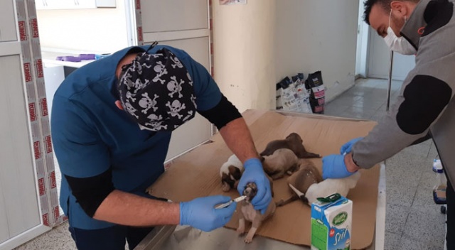 Ölüme terk edilen yavru köpekler kurtarıldı Ölüme terk edilen yavru köpekler kurtarıldı