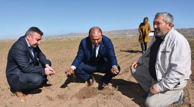 Tarım ve Orman Müdürlüğü ekili tarım arazilerinde incelemelerde bulundu