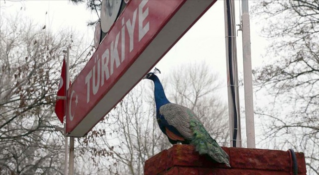 Yunanistan'ın sıktığı gazdan etkilenen tavus kuşları korumaya alındı