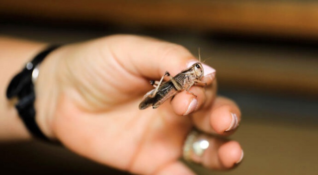 Bilim adamlarından 'böcek' ikazı: İstila yakındır