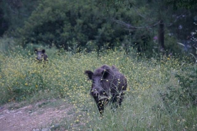Bodrum&#039;a sessizlik çökünce yaban domuzları şehre indi