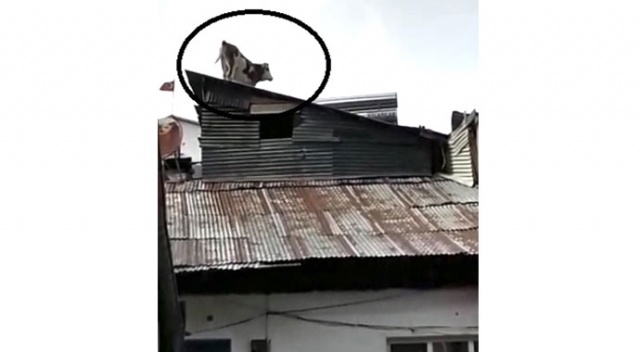 Çatıdaki ineği gören gözlerine inanamadı