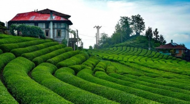 ÇAYKUR hasada hazır