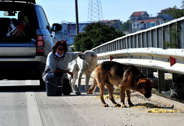 Çeşme'deki sokak hayvanları kısıtlama günlerinde aç kalmıyor Çeşme'deki sokak hayvanları kısıtlama günlerinde aç kalmıyor