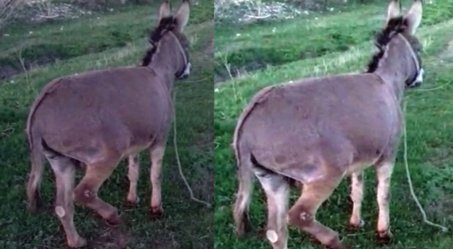 Eşeğe zulme 947 lira para cezası