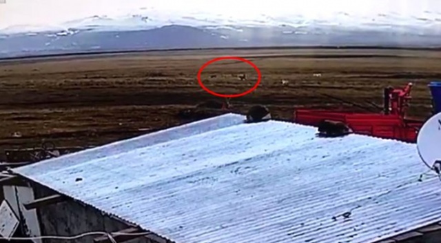 Gözlerine kestirdikleri köpeğe pusu kuran kurtlar, diğer köpeklerin devreye girmesi ile korkup kaçtı