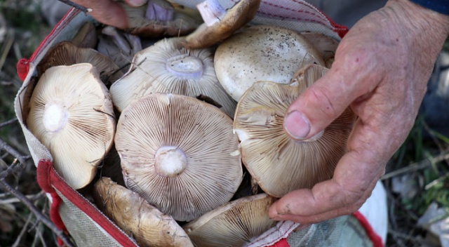 Gümüşhane'de mantar sezonu başladı Gümüşhane'de mantar sezonu başladı