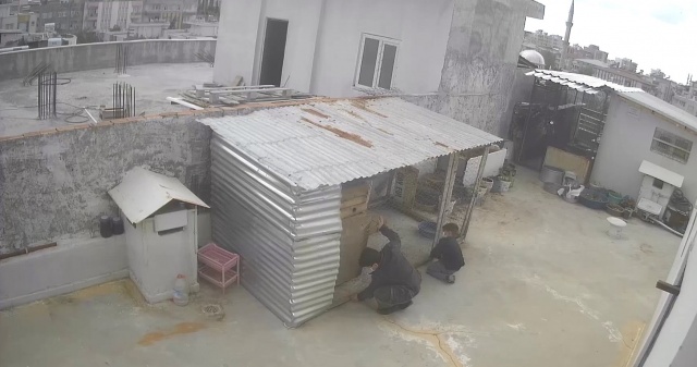 Güvercin hırsızları kameraya yakalandı