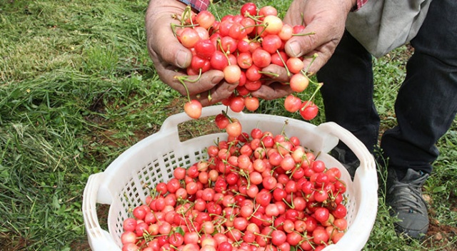 İlk kiraz pazara düştü! 400 liradan alıcı buldu