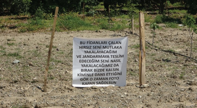İncir fidanları çalınan çiftçiden hırsıza afişli not: Kiminle dans ettiğini gör!