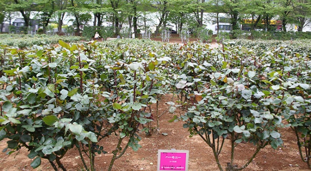 Japonya&#039;da parklara gidilmesini önlemek için çiçekler budandı