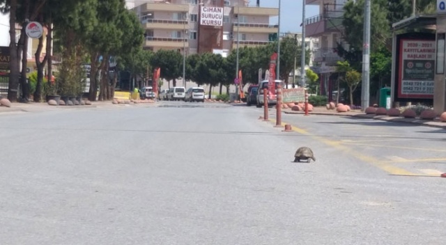 Kısıtlamayı fırsat bildi, sokak sokak gezdi