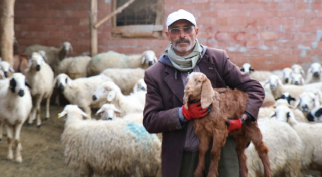 Koyun otlatırken Sağlık Bakanı’na şiir yazdı