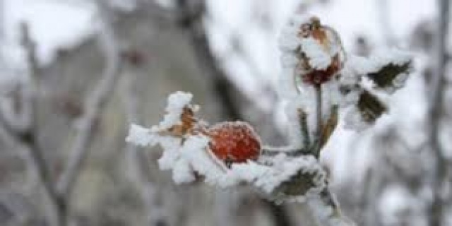Meteoroloji'den zirai don uyarısı Meteoroloji'den zirai don uyarısı