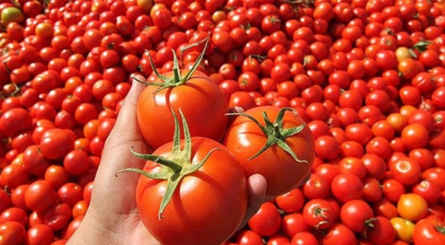 Rusya’ya 183 bin ton domates gitti