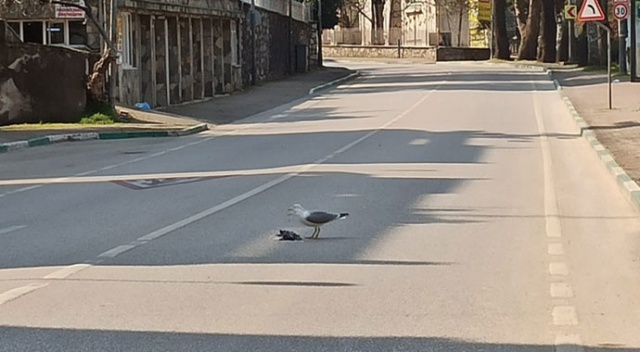 Sokağa çıkma yasağı geldi caddeler martılara kaldı Sokağa çıkma yasağı geldi caddeler martılara kaldı