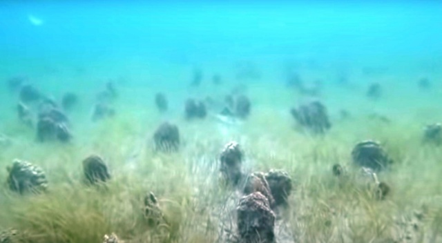 Turan: “Denizin altı midye mezarlığına döndü” Turan: “Denizin altı midye mezarlığına döndü”