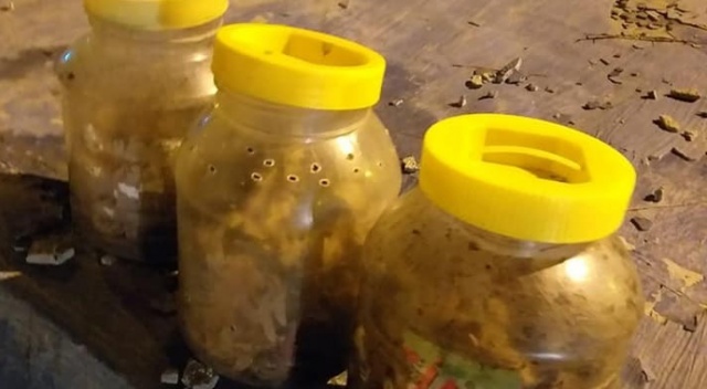 Turşu bidonundan sincap çıktı