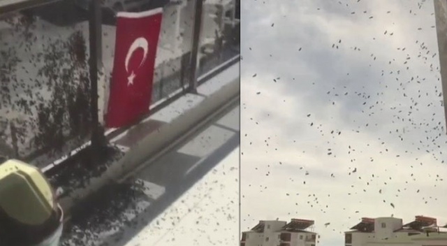 Vatandaşları korkutan arı istilası Vatandaşları korkutan arı istilası
