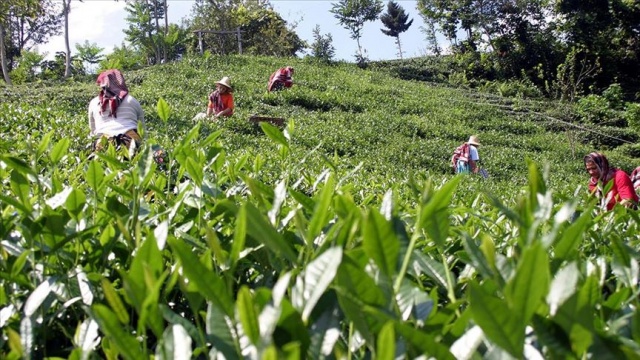 Yaş çay üreticileri 30 Nisan'a kadar Rize'ye gelebilecek Yaş çay üreticileri 30 Nisan'a kadar Rize'ye gelebilecek