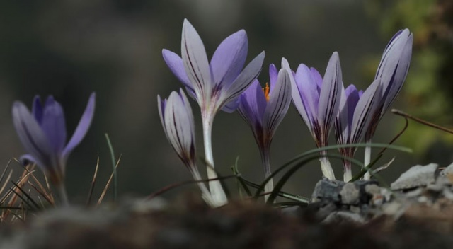 Yeni bir endemik tür: Karacaoğlan çiğdemi