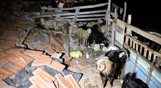 Yozgat’ta mandıra çöktü: 6 hayvan telef oldu Yozgat’ta mandıra çöktü: 6 hayvan telef oldu