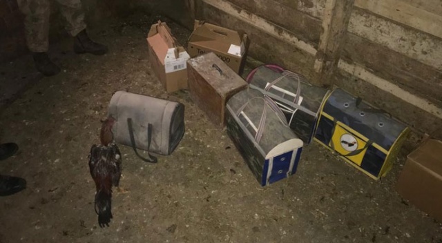 Ahırda horoz dövüştüren şahıslara suçüstü Ahırda horoz dövüştüren şahıslara suçüstü