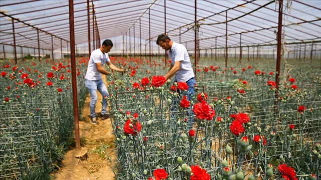 Anneler Günü çiçek üreticisine Covid-19 sürecinde &#039;ilaç&#039; gibi geldi