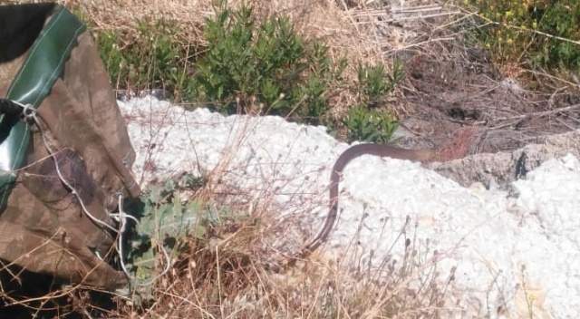 Aracın motor bölümüne giren yılanı son anda fark etti Aracın motor bölümüne giren yılanı son anda fark etti