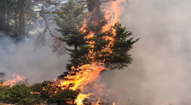 Çobanların yaktığı ateş ormana sıçradı
