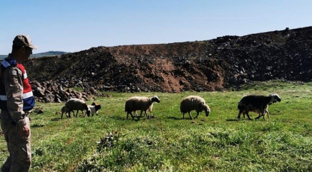 Elazığ&#039;da kayıp koyunlar 9 saat sonra bulundu