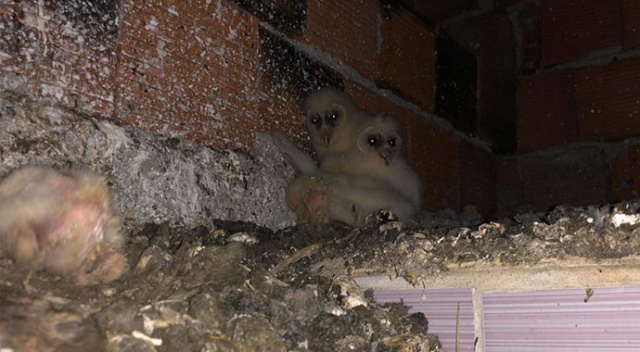 Esrarengiz sesin kaynağı baykuş çıktı! Esrarengiz sesin kaynağı baykuş çıktı!