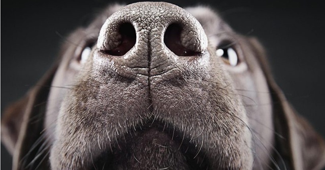 Fransa'da köpekler virüslüyü kokusundan tanıyacak Fransa'da köpekler virüslüyü kokusundan tanıyacak