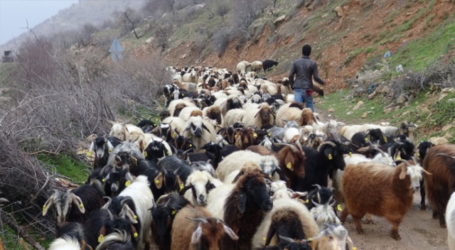 Gercüş’te kurtlar keçi sürüsüne saldırdı