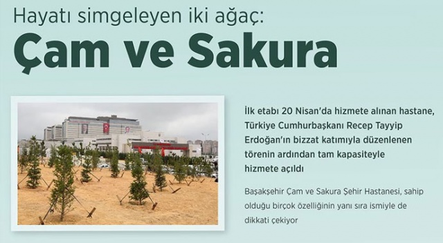 Hayatı simgeleyen iki ağaç: Çam ve sakura Hayatı simgeleyen iki ağaç: Çam ve sakura