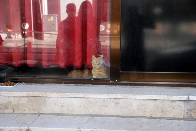 Kıraathanede mahsur kalan kedi ve 2 yavrusu kurtarıldı Kıraathanede mahsur kalan kedi ve 2 yavrusu kurtarıldı