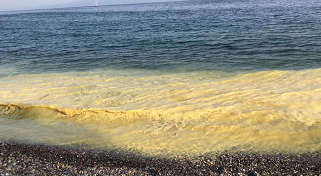 Ören'de sarı deniz görenleri şaşkına çevirdi Ören'de sarı deniz görenleri şaşkına çevirdi