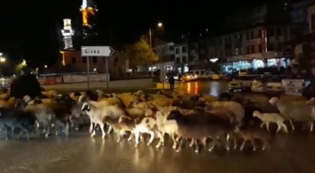 Şehir merkezinden koyun sürüsü geçti Şehir merkezinden koyun sürüsü geçti