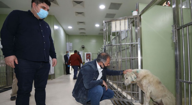 Yaralanan köpek örnek dayanışma ile hayata döndü