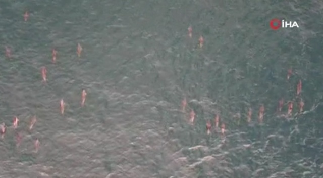 Yunus sürüsü İstanbul boğazına akın etti
