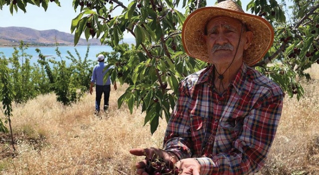 &#039;Robinson Ziya&#039;nın adasında hasat yapıldı